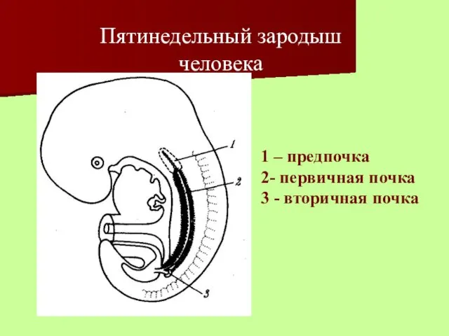 Пятинедельный зародыш человека 1 – предпочка 2- первичная почка 3 - вторичная почка