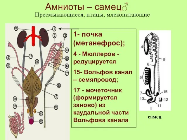 Амниоты – самец♂ 1- почка (метанефрос); 4 - Мюллеров - редуцируется 15- Вольфов