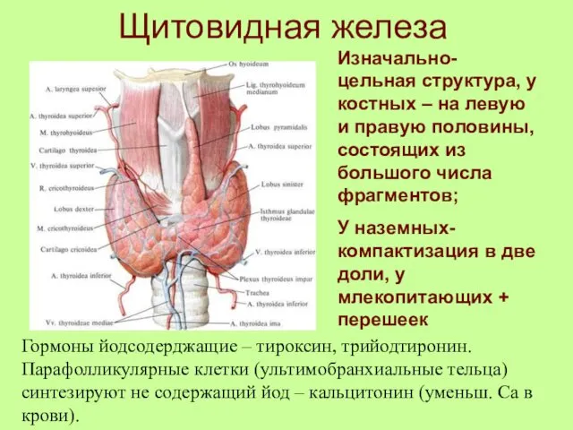 Щитовидная железа Изначально- цельная структура, у костных – на левую и правую половины,
