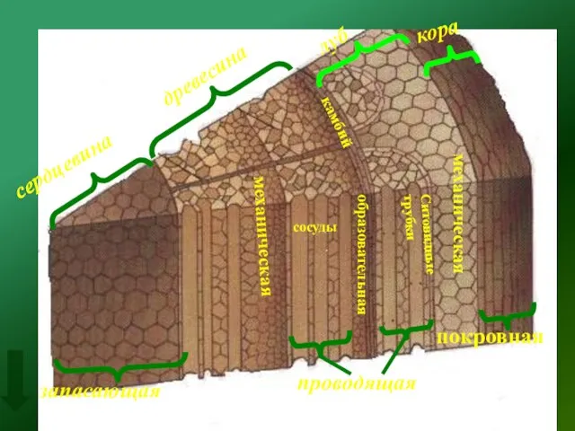 сердцевина древесина кора луб запасающая проводящая покровная камбий механическая механическая образовательная сосуды Ситовидные трубки
