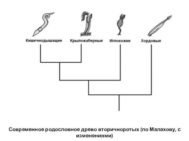 Современное родословное древо вторичноротых (по Малахову, с изменениями)