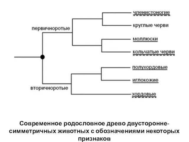 Современное родословное древо двусторонне-симметричных животных с обозначениями некоторых признаков