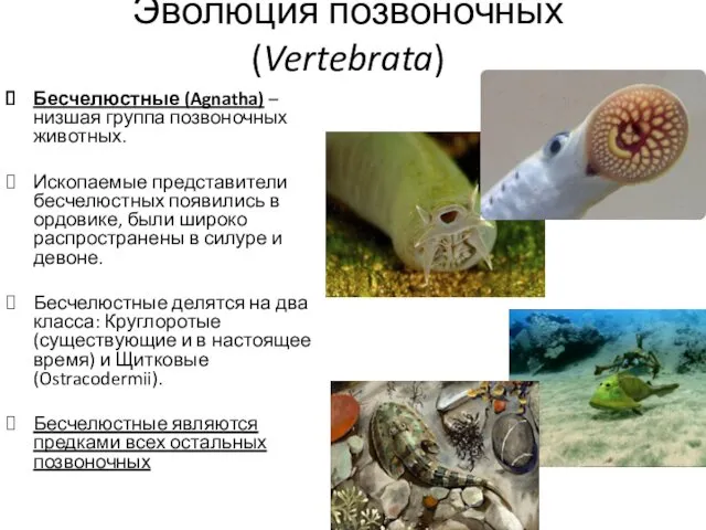 Эволюция позвоночных (Vertebrata) Бесчелюстные (Agnatha) – низшая группа позвоночных животных.