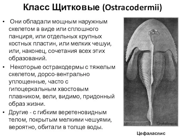 Класс Щитковые (Ostracodermii) Они обладали мощным наружным скелетом в виде