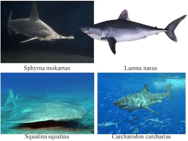 Sphyrna mokarran Lamna nasus Squatina squatina Carcharodon carcharias