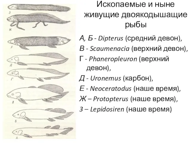 Ископаемые и ныне живущие двоякодышащие рыбы А, Б - Dipterus