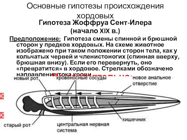 Основные гипотезы происхождения хордовых Гипотеза Жоффруа Сент-Илера (начало XIX в.)