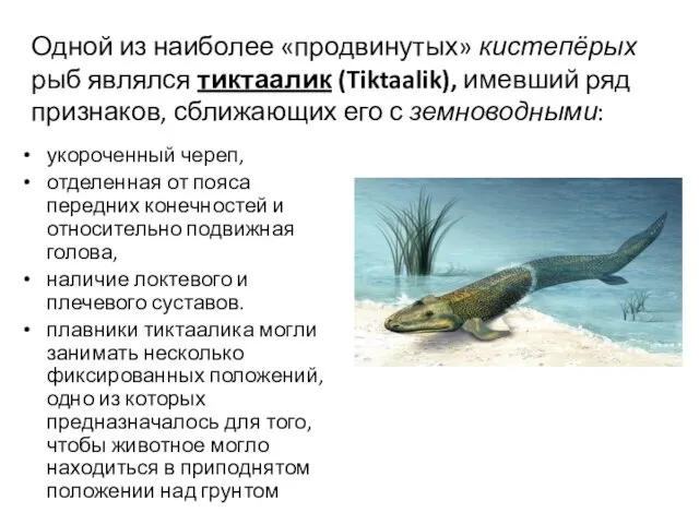 Одной из наиболее «продвинутых» кистепёрых рыб являлся тиктаалик (Tiktaalik), имевший