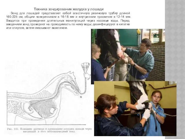 Техника зондирования желудка у лошади Зонд для лошадей представляет собой
