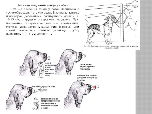 Техника введения зонда у собак Техника введения зонда у собак