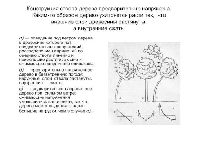 Конструкция ствола дерева предварительно напряжена. Каким-то образом дерево ухитряется расти