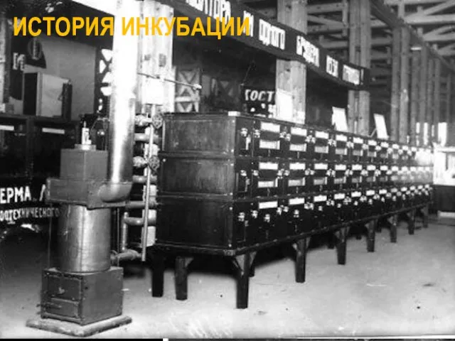 Датой "рождения" советского инкубатора надо считать 1928 год, когда под