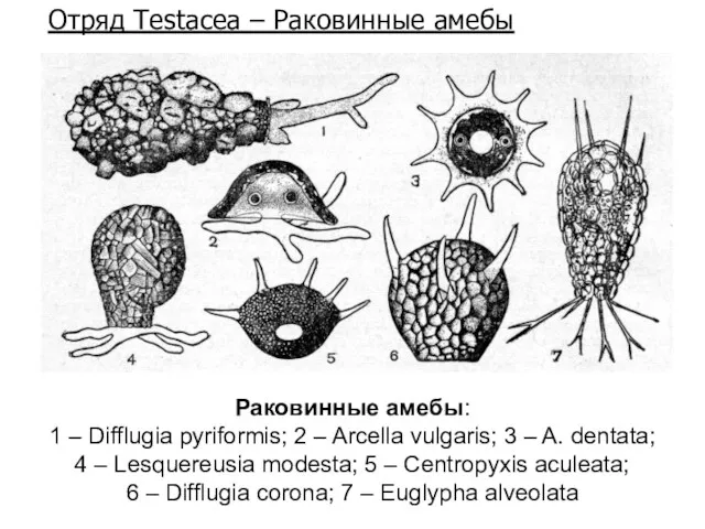 Раковинные амебы: 1 – Difflugia pyriformis; 2 – Arcella vulgaris;