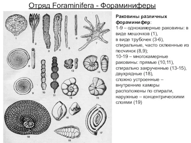 Отряд Foraminifera - Фораминиферы Раковины различных фораминифер: 1-9 – однокамерные раковины: в виде