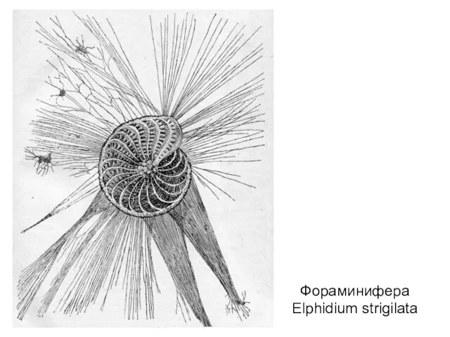 Фораминифера Elphidium strigilata