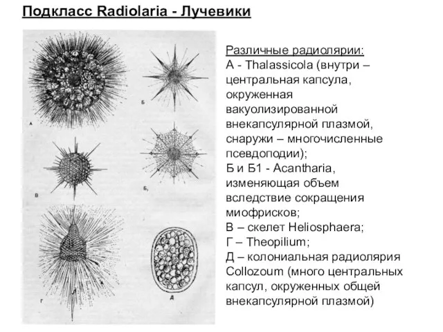 Различные радиолярии: А - Thalassicola (внутри – центральная капсула, окруженная вакуолизированной внекапсулярной плазмой,
