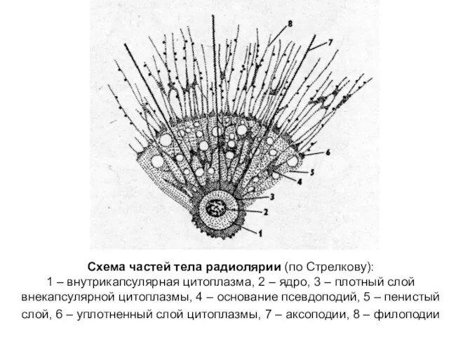 Схема частей тела радиолярии (по Стрелкову): 1 – внутрикапсулярная цитоплазма,