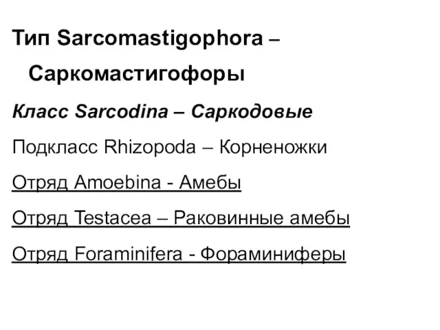 Тип Sarcomastigophora – Саркомастигофоры Класс Sarcodina – Саркодовые Подкласс Rhizopoda – Корненожки Отряд