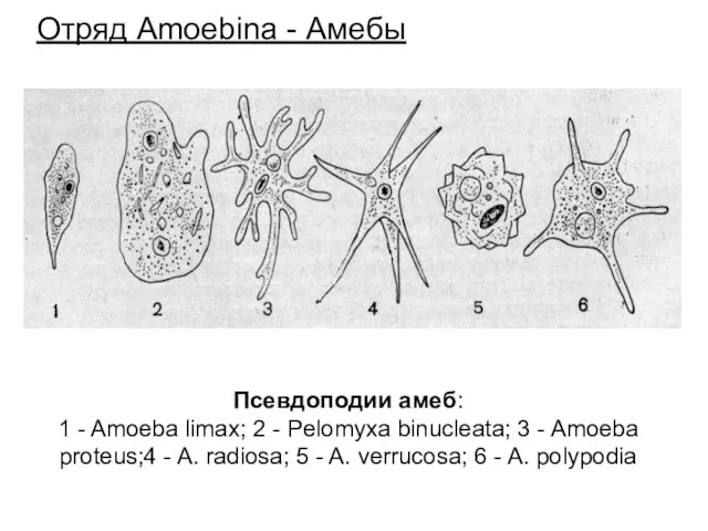 Псевдоподии амеб: 1 - Amoeba limax; 2 - Pelomyxa binucleata; 3 - Amoeba