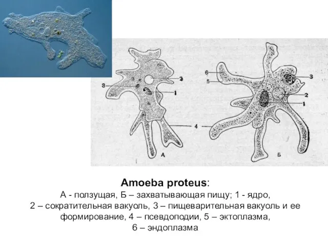 Amoeba proteus: А - ползущая, Б – захватывающая пищу; 1 - ядро, 2
