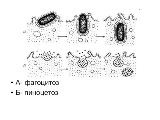 А- фагоцитоз Б- пиноцетоз