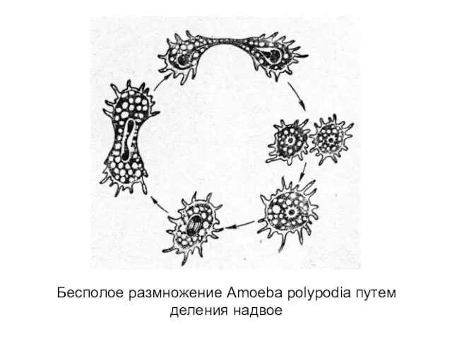 Бесполое размножение Amoeba polypodia путем деления надвое