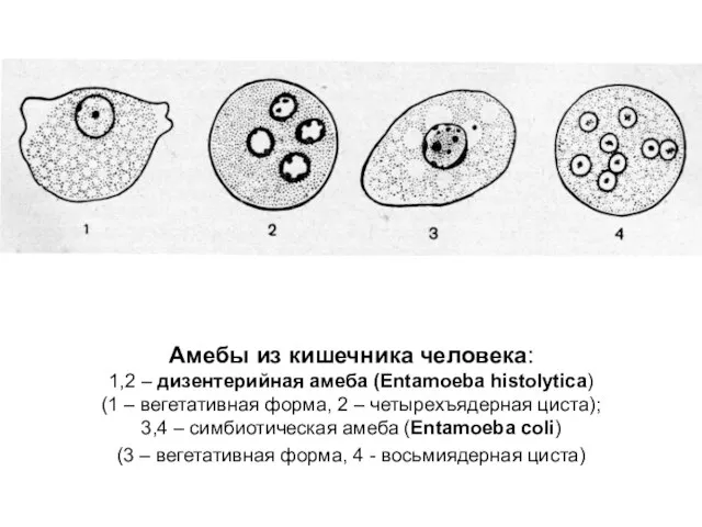 Амебы из кишечника человека: 1,2 – дизентерийная амеба (Entamoeba histolytica) (1 – вегетативная