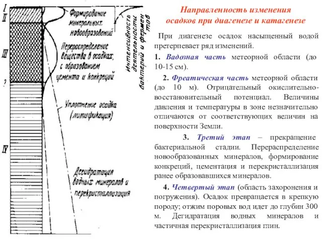 Направленность изменения осадков при диагенезе и катагенезе При диагенезе осадок