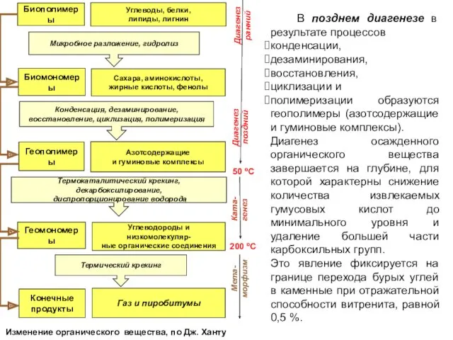 В позднем диагенезе в результате процессов конденсации, дезаминирования, восстановления, циклизации