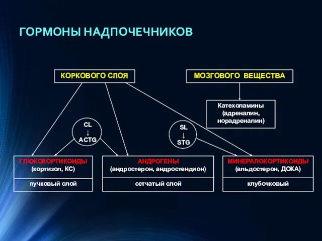 ГОРМОНЫ НАДПОЧЕЧНИКОВ МОЗГОВОГО ВЕЩЕСТВА КОРКОВОГО СЛОЯ ГЛЮКОКОРТИКОИДЫ (кортизол, КС) пучковый