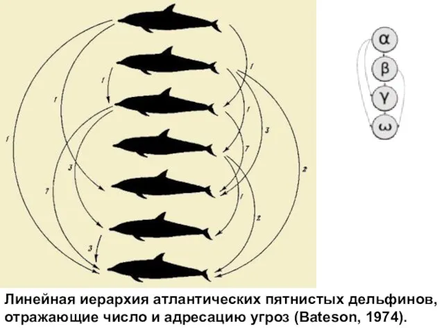 Линейная иерархия атлантических пятнистых дельфинов, отражающие число и адресацию угроз (Bateson, 1974).