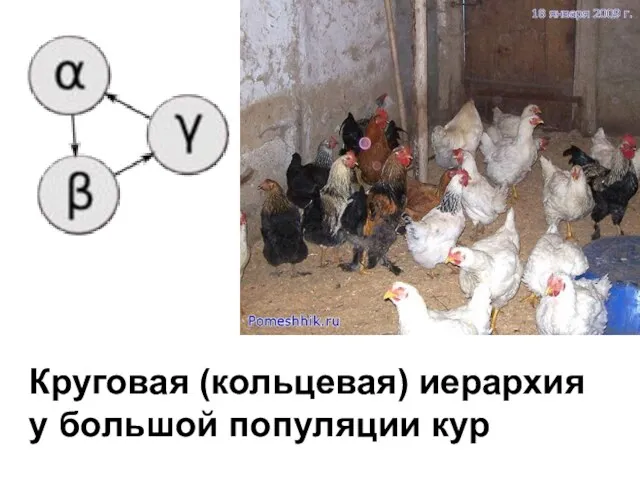 Круговая (кольцевая) иерархия у большой популяции кур