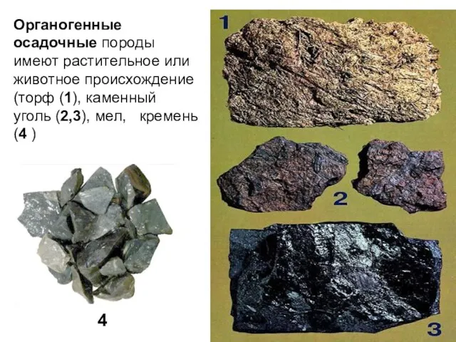 Органогенные осадочные породы имеют растительное или животное происхождение (торф (1),