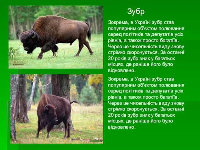 Зубр Зокрема, в Україні зубр став популярним об'єктом полювання серед