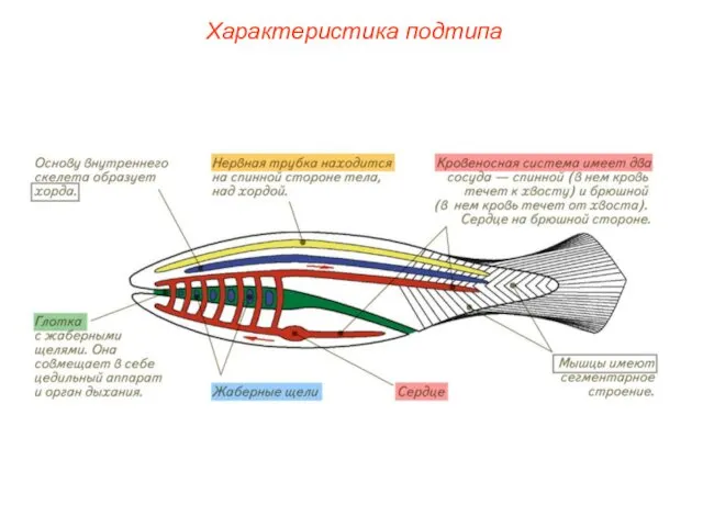 Характеристика подтипа