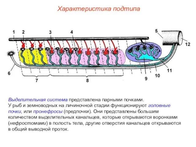 Характеристика подтипа Выделительная система представлена парными почками. У рыб и