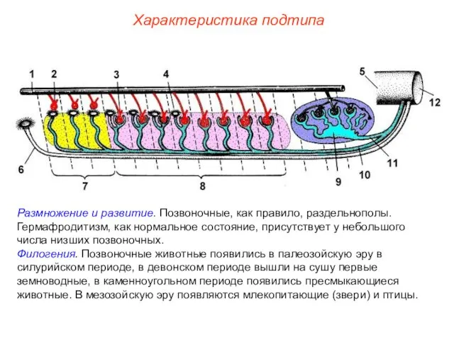 Характеристика подтипа Размножение и развитие. Позвоночные, как правило, раздельнополы. Гермафродитизм,