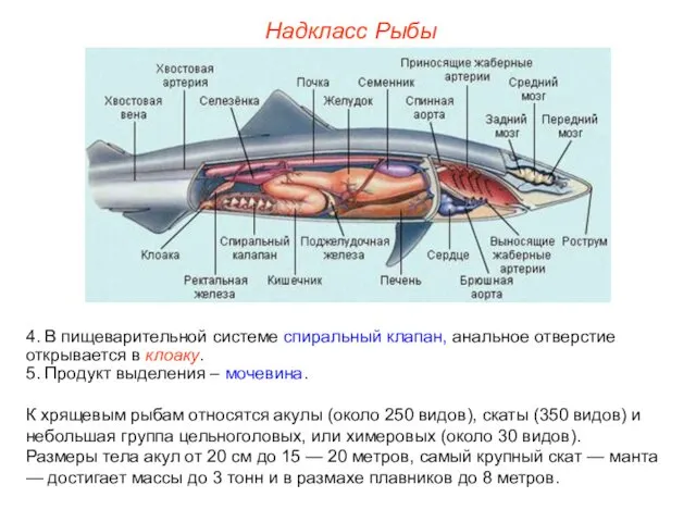 Надкласс Рыбы 4. В пищеварительной системе спиральный клапан, анальное отверстие