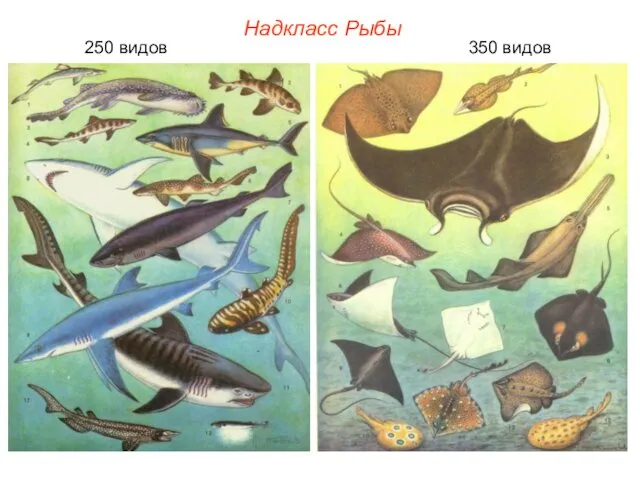 Надкласс Рыбы 250 видов 350 видов