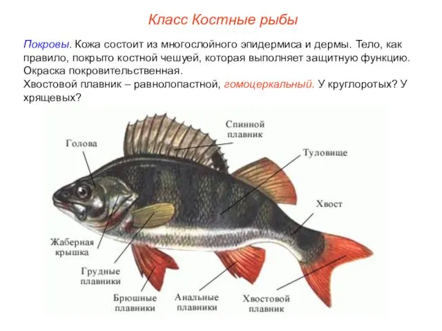 Класс Костные рыбы Покровы. Кожа состоит из многослойного эпидермиса и