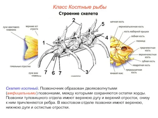 Класс Костные рыбы Скелет костный. Позвоночник образован двояковогнутыми (амфицельными) позвонками,