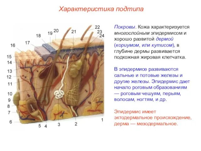 Характеристика подтипа Покровы. Кожа характеризуется многослойным эпидермисом и хорошо развитой