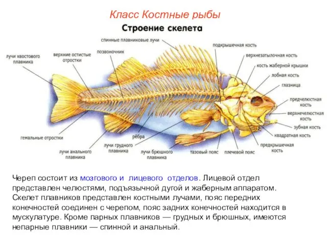 Класс Костные рыбы Череп состоит из мозгового и лицевого отделов.