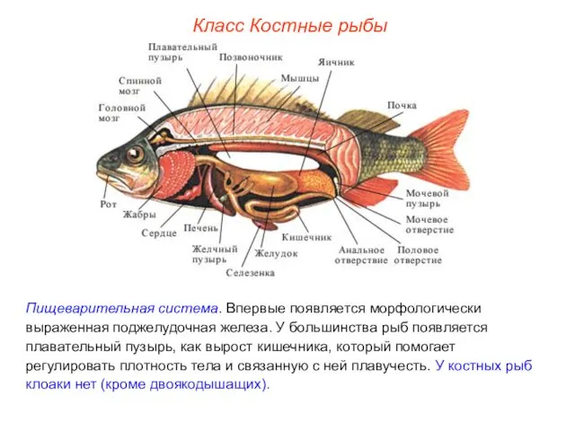 Класс Костные рыбы Пищеварительная система. Впервые появляется морфологически выраженная поджелудочная