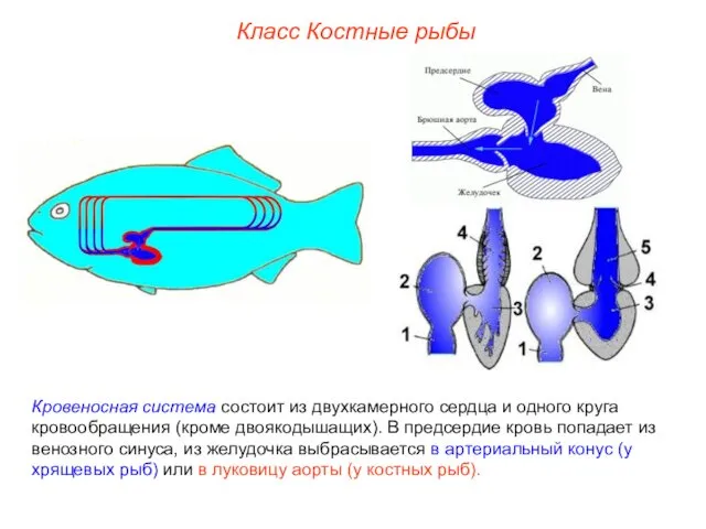 Класс Костные рыбы Кровеносная система состоит из двухкамерного сердца и