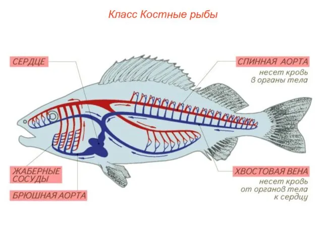 Класс Костные рыбы