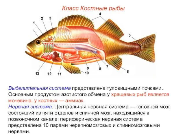 Класс Костные рыбы Выделительная система представлена туловищными почками. Основным продуктом