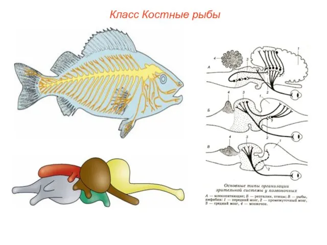 Класс Костные рыбы