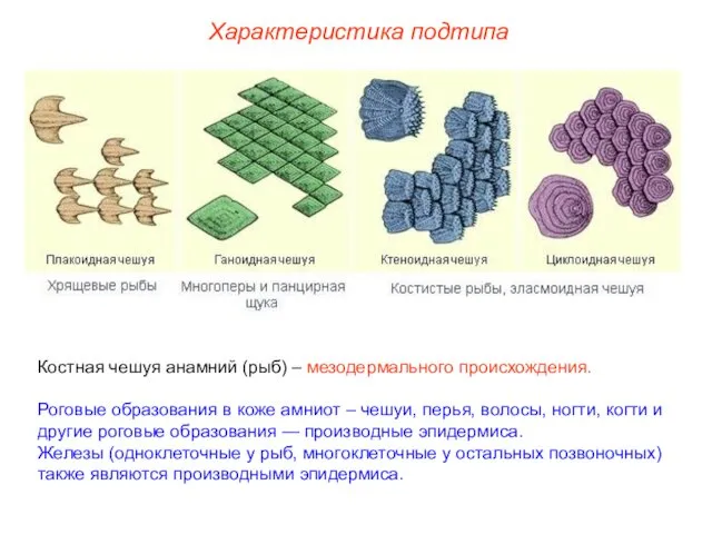 Костная чешуя анамний (рыб) – мезодермального происхождения. Роговые образования в