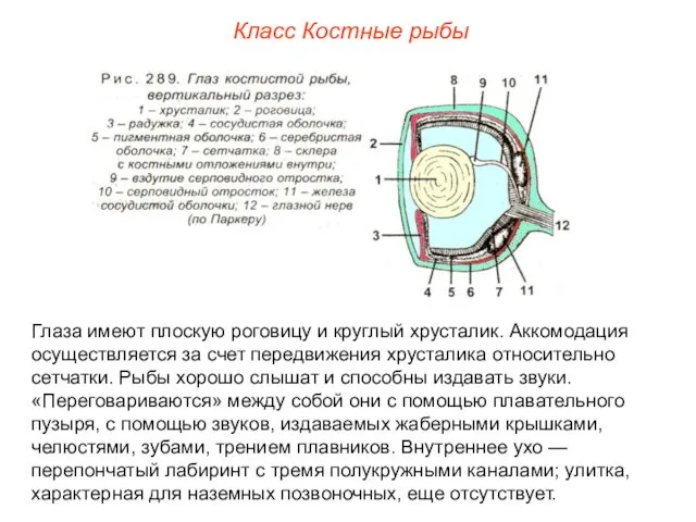 Класс Костные рыбы Глаза имеют плоскую роговицу и круглый хрусталик.